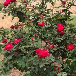 Meet your Posher, Paige